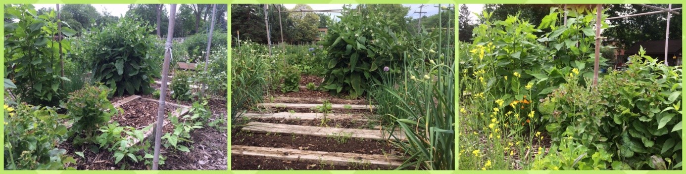 Jardin en permaculture dans le jardin communautaire d’Ahuntsic (Montréal)